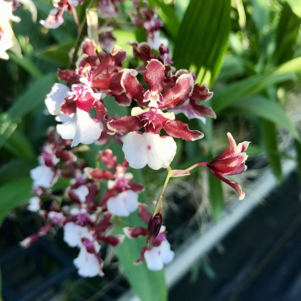 Onc. Sharry Baby 'Sweet Fragrance' AM/AOS — Palmer Orchids